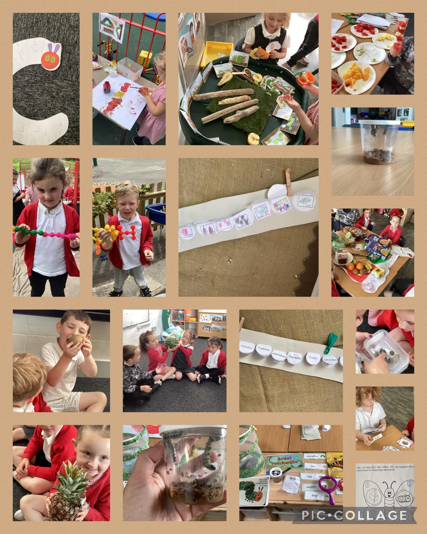 We have been curious explorers finding out about butterflies and wasps. 